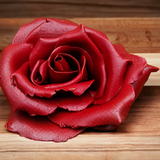 Close-up of a single Belgian dark chocolate rose with hand-painted petals