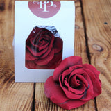 Close-up of a single Belgian dark chocolate rose with hand-painted petals