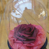 belgian dark chocolate rose dome romantic presentation