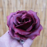 single chocolate rose luxury valentine gift london patisserie